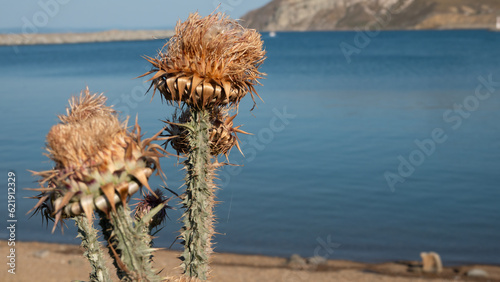 Dried flower heads of wild artichoke in summer by the sea in Gokceada, Canakkale, Turkey photo
