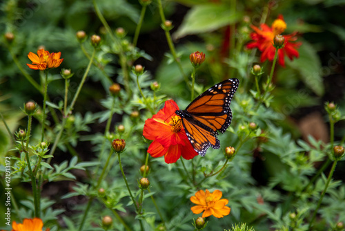 Butterfly on flower
