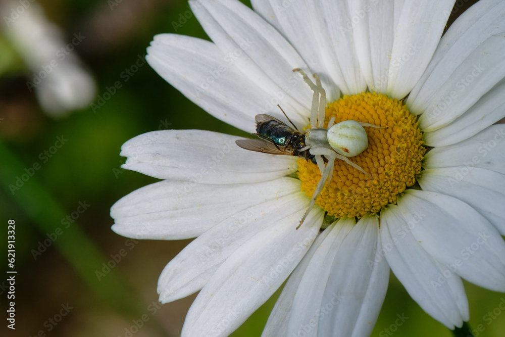 la Thomise variable - Araignée-crabe ,Misumena vatia, proie la Thomise variable - Araignée-crabe ,Misumena vatia, proie