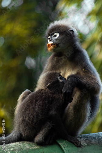 Mother and baby dusky leaf monkey