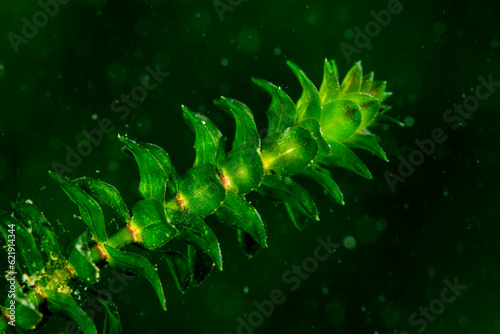 Close-up of a Canadian waterweed underwater in the St. Lawrence River photo