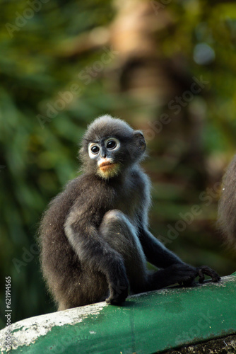 Baby dusky leaf monkey