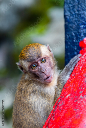 Shocked baby long-tailed macaque