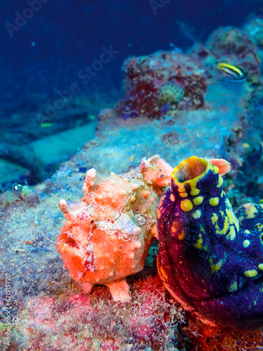 Peach Frogfish