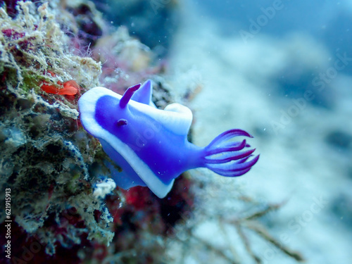 Hypselodoris Violacea