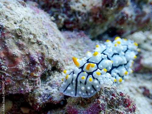 Phyllidia Varicosa