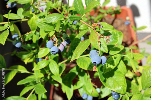 Blueberry crop grown year-round in a pot on the balcony, Slovakia.