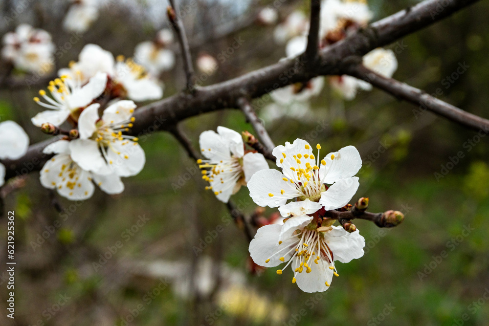 Apricot-tree in bloom