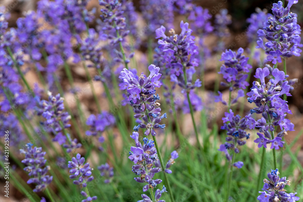 Obraz premium Blooming lavender flowers in June