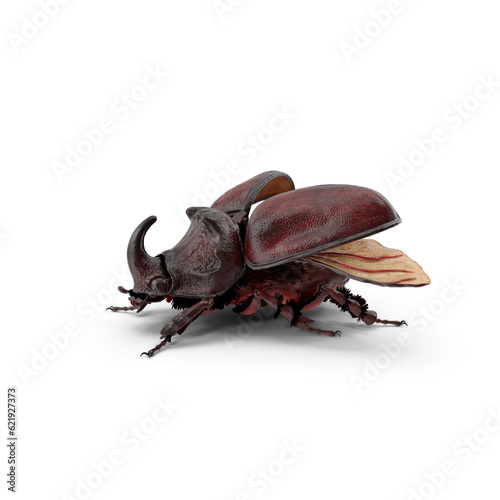 Rhinoceros beetle bug © davide emilio