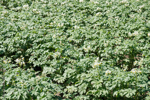 Aardappelveld in Flevoland