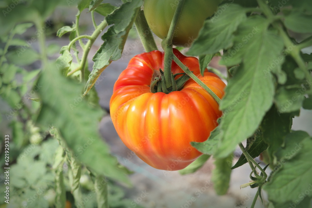 Red tomato grown in a greenhouse. Home gardening. Organic farming