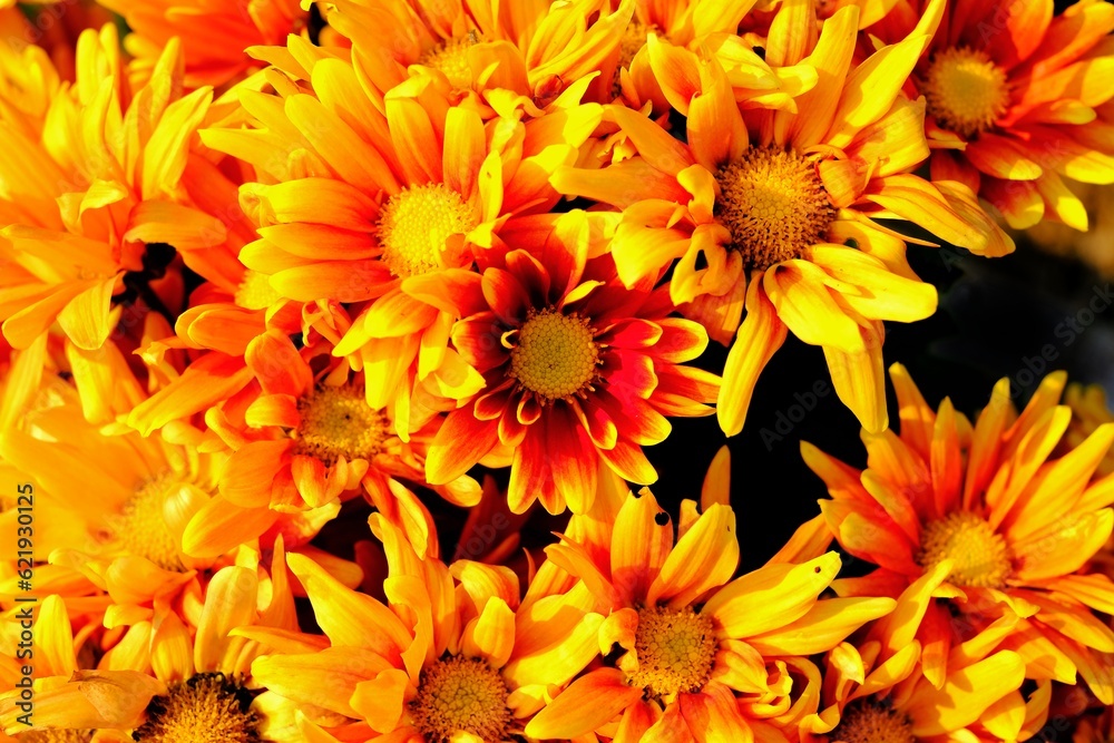 yellow and orange flowers yellow and orange flowers