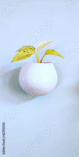 Fotografia white egg in a bowl