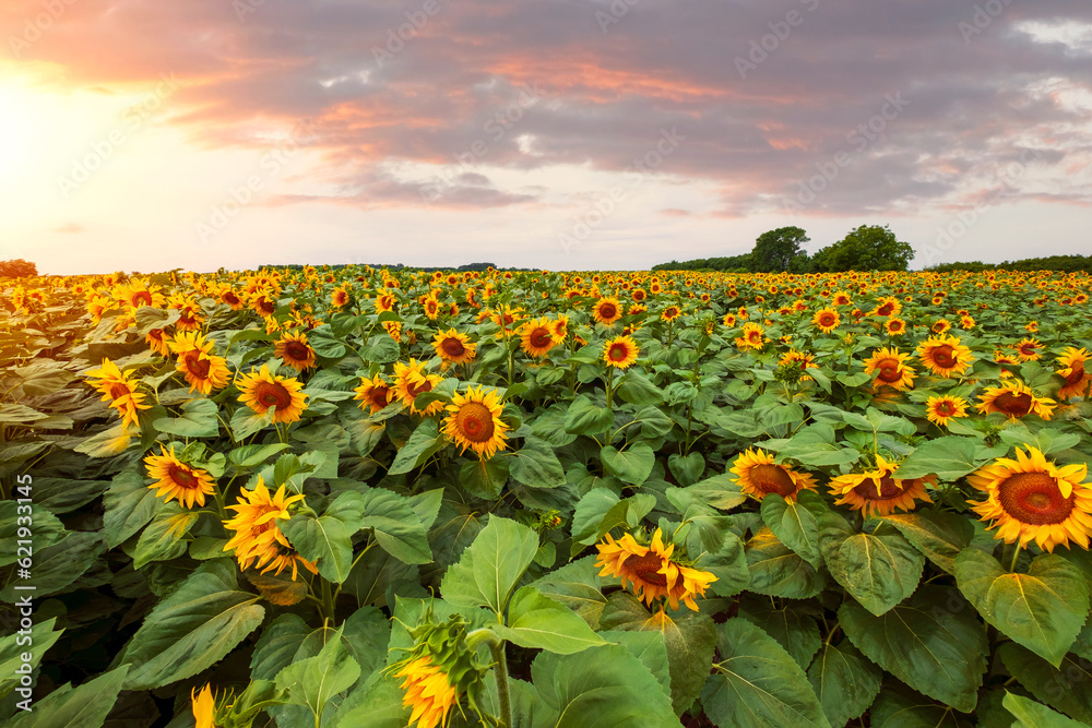 Beautiful sunflower field, growing plant, agricultural area on a warm summer day