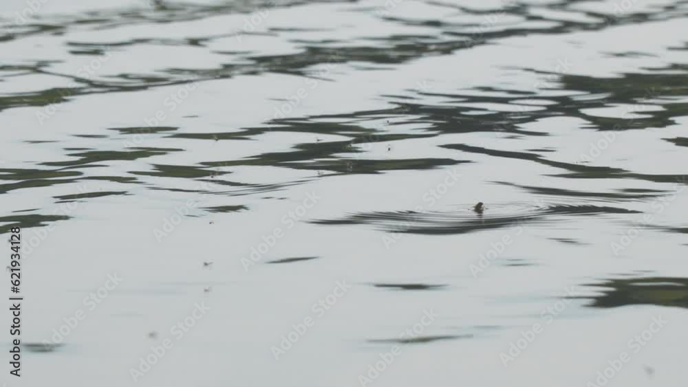 A fly or horsefly on the surface of the water. A fly or a gadfly got into the water A fly or horsefly on the surface of the water. A fly or a gadfly got into the water