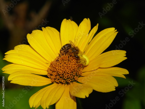 photo of a spider and a bee on a yellow flower close-up