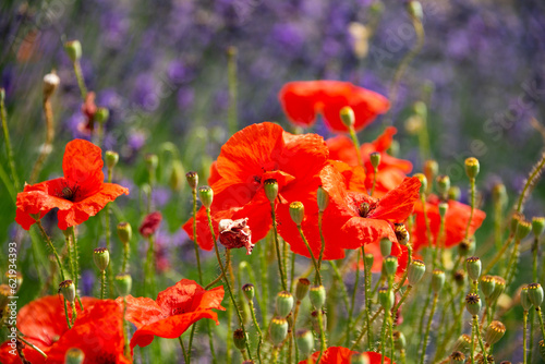Lavender and poppies on flower field in summer