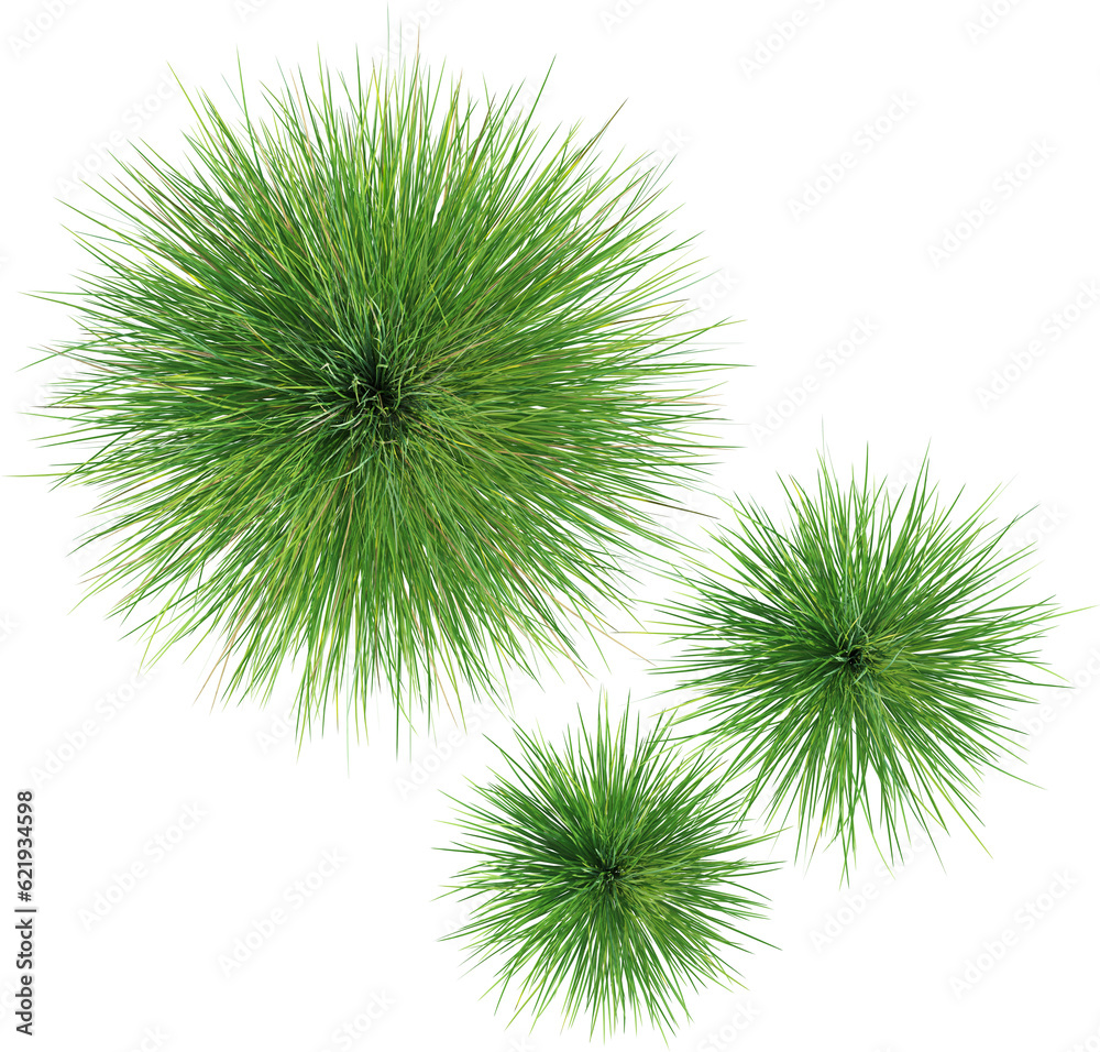 Top view of wild grass