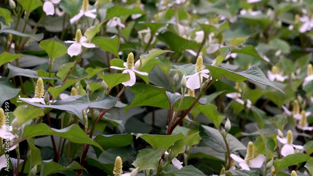 ドクダミの花 ドクダミの花
