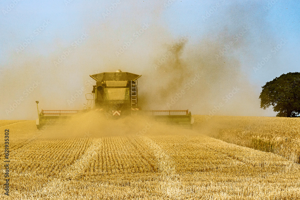 Fototapeta premium combine harvester on field
