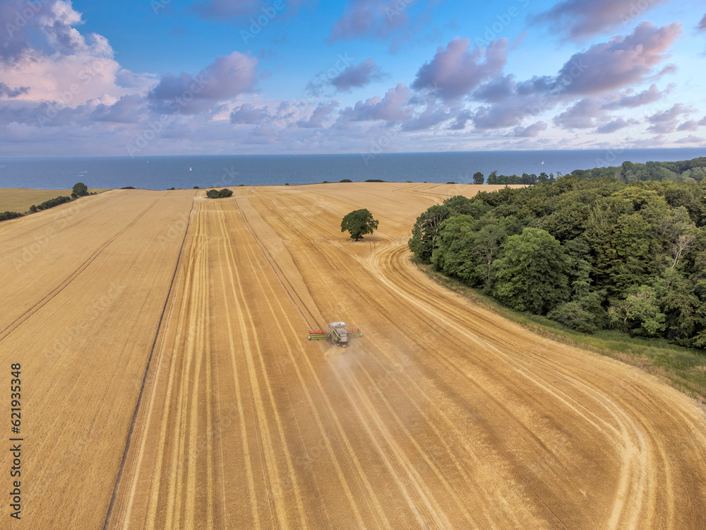 Fototapeta premium landscape with road, field, landscape, sky, agriculture, nature, summer, farm, road, rural, countryside, land, wheat, blue, crop, tree, harvest, country, clouds, farmland, trees, cloud, green, 