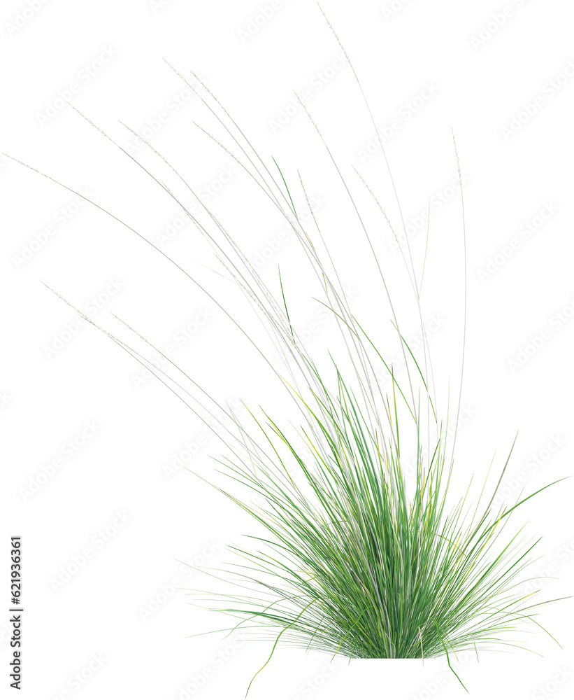 Fototapeta premium Side view of wild grass