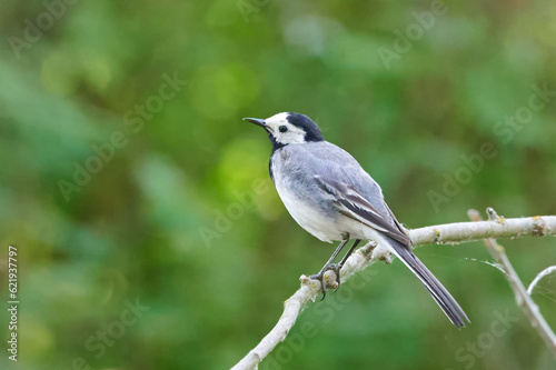 Motacilla alba. Small bird. White wagtail with a green background