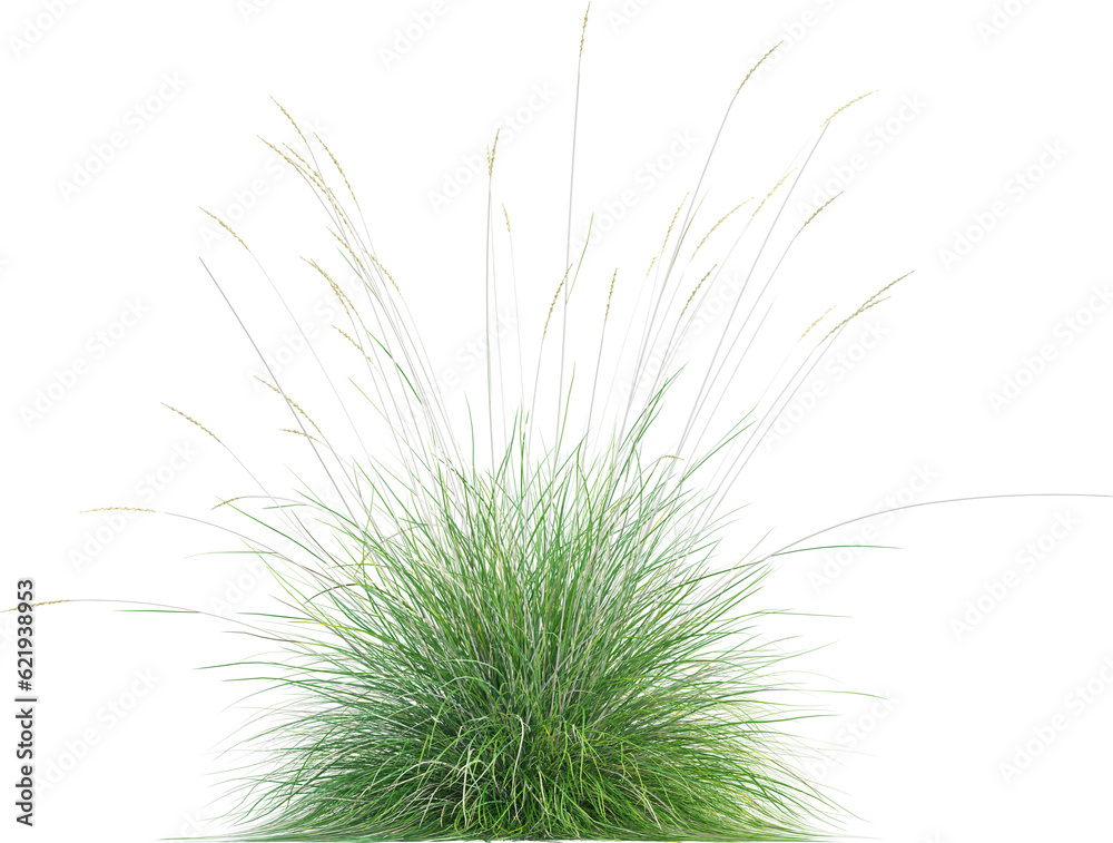 Fototapeta premium Side view of wild grass