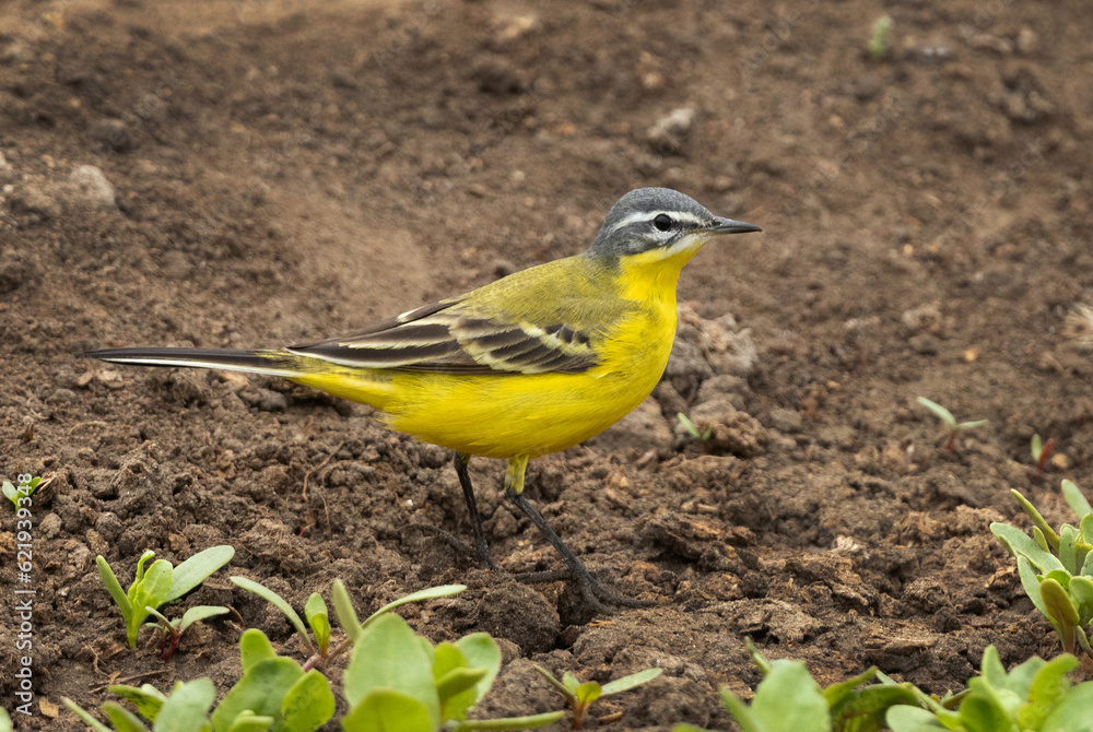 Closeup of a Yellow Wagtail in a farm at Bahrain Closeup of a Yellow Wagtail in a farm at Bahrain