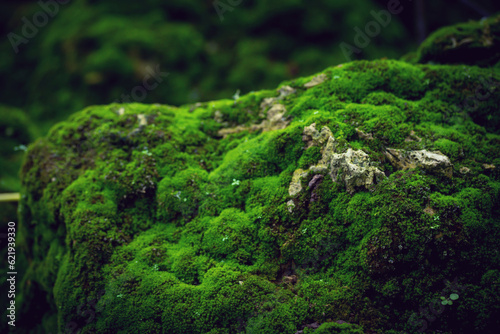 Beautiful Bright Green moss grown up cover the rough stones and on the floor in the forest. Show with macro view. Rocks full of the moss texture in nature for wallpaper.