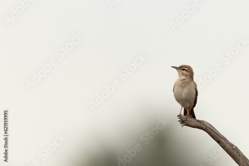 Rufous-tailed Scrub Robin on a wooden log at Hamala, Bahrain photo