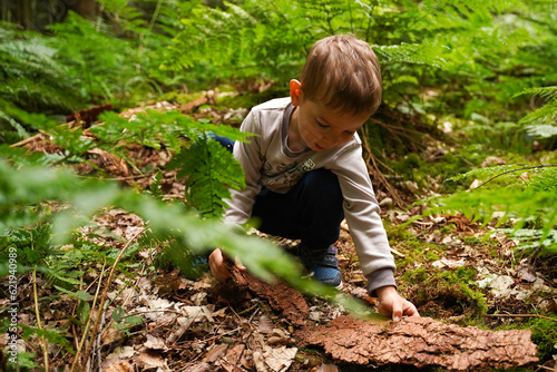A little boy studying the bark from trees in the forest, an inquisitive child.