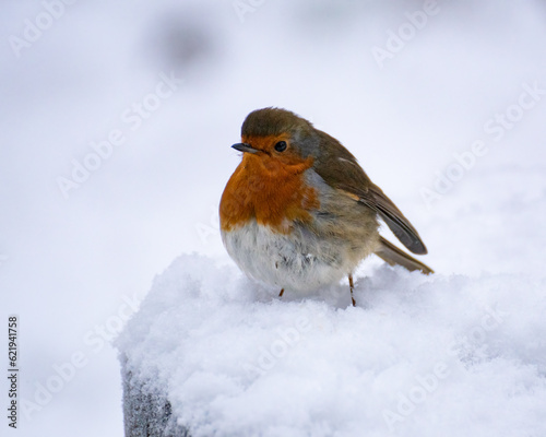 Robin redbreast in Snow © Johanna