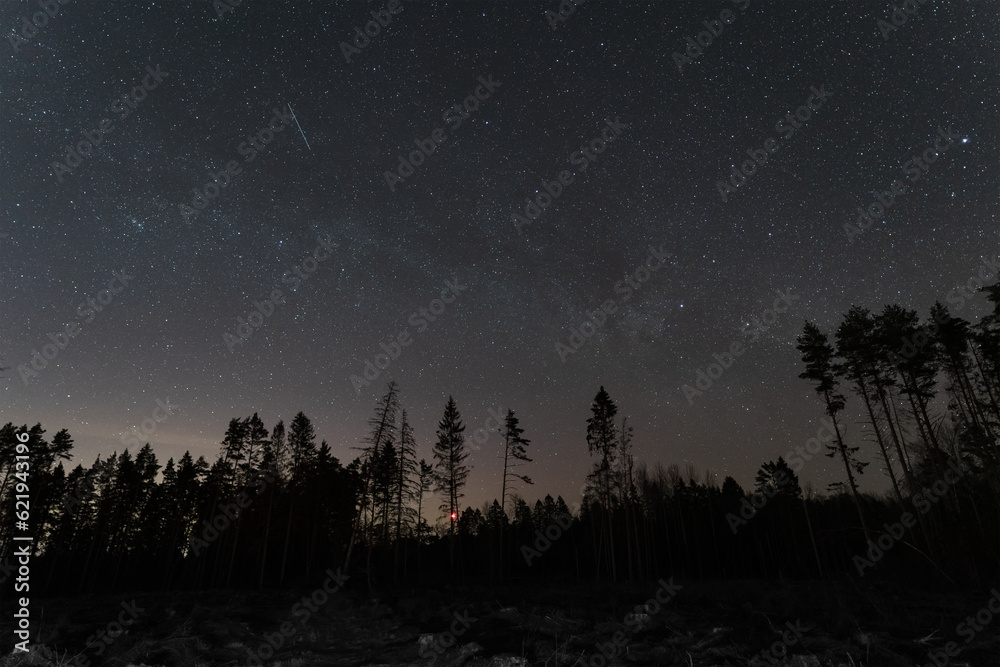 Night landscape of a pine forest with a starry sky in Estonia.