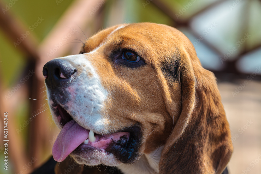 beagle hunting dog on the street. close-up portrait.