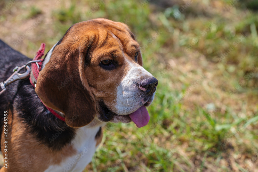 beagle hunting dog on the street. close-up portrait.