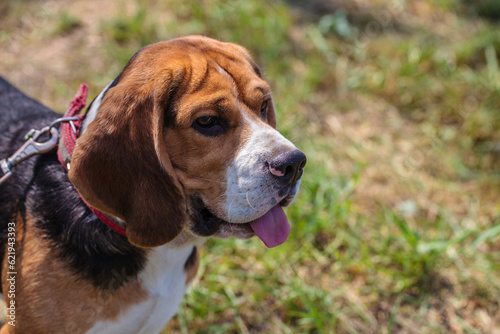 beagle hunting dog on the street. close-up portrait. © toomler