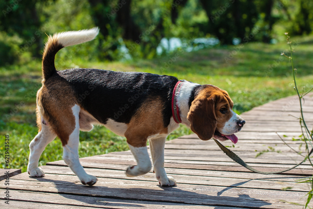 a hunting dog of the beagle breed stands on the street. dog on a leash for a walk.