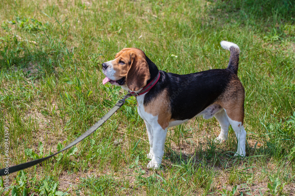 a hunting dog of the beagle breed stands on the street. dog on a leash for a walk.