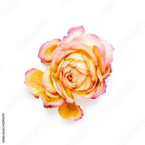 Dry rose flower isolated on white background
