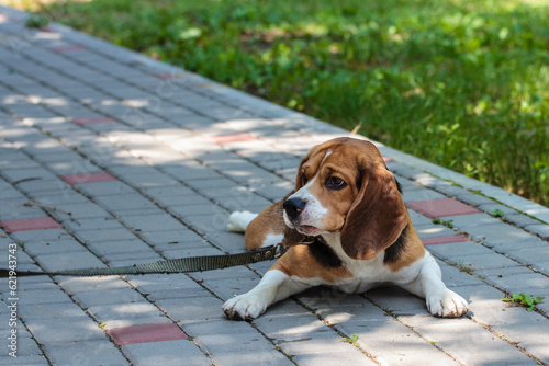 beagle hunting dog on the street. dog resting on pavement