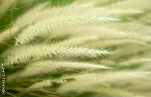 Fluffy Ears of Wild Grass Close Up Background