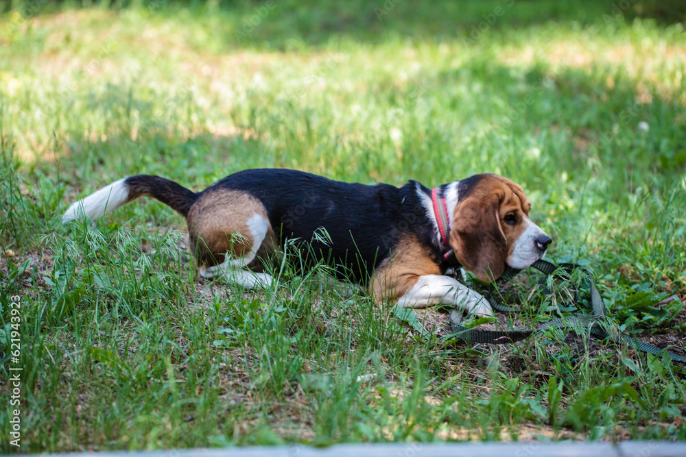 beagle hunting dog on the street. dog resting lying on the lawn in the park beagle hunting dog on the street. dog resting lying on the lawn in the park