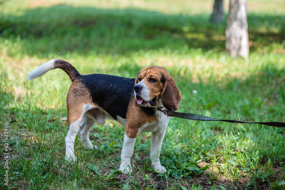 a hunting dog of the beagle breed stands on the street. dog on a leash for a walk.