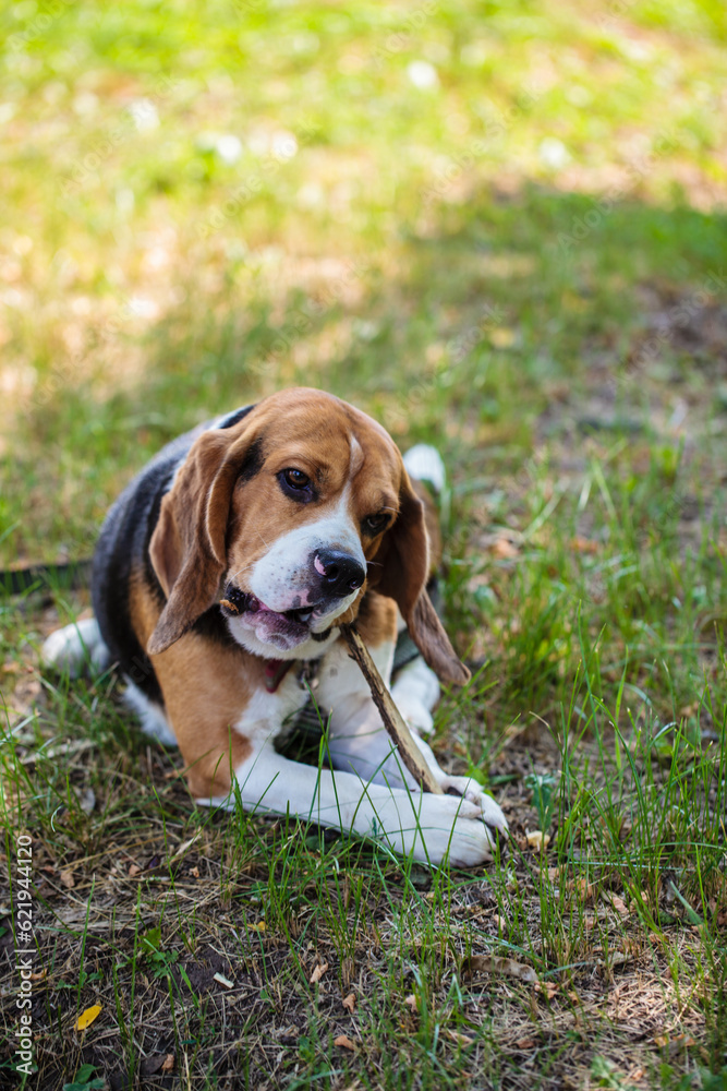 beagle hunting dog gnaws a stick lying on the grass in the park