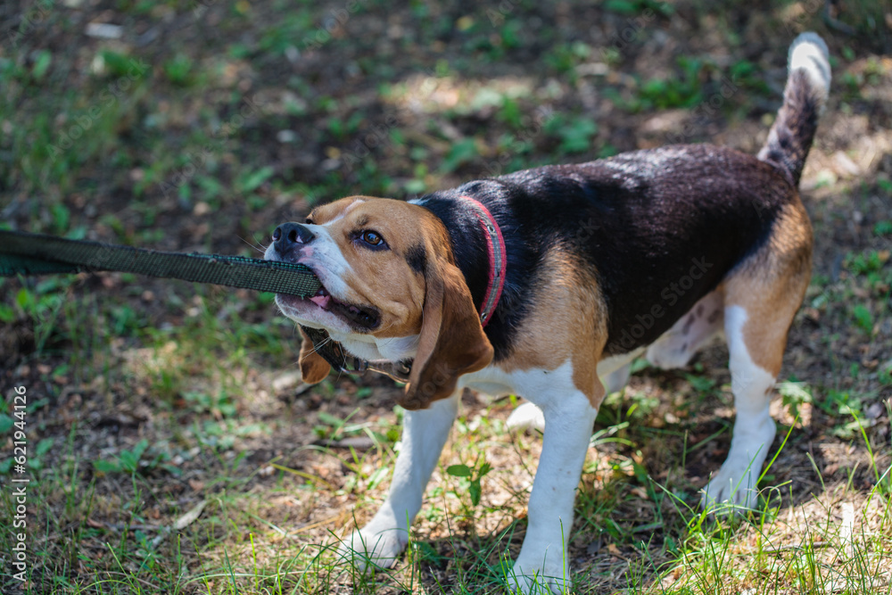 beagle hunting dog pulls on the leash holding it in his teeth