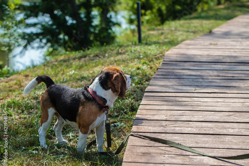 a hunting dog of the beagle breed stands on the street. dog on a leash for a walk.