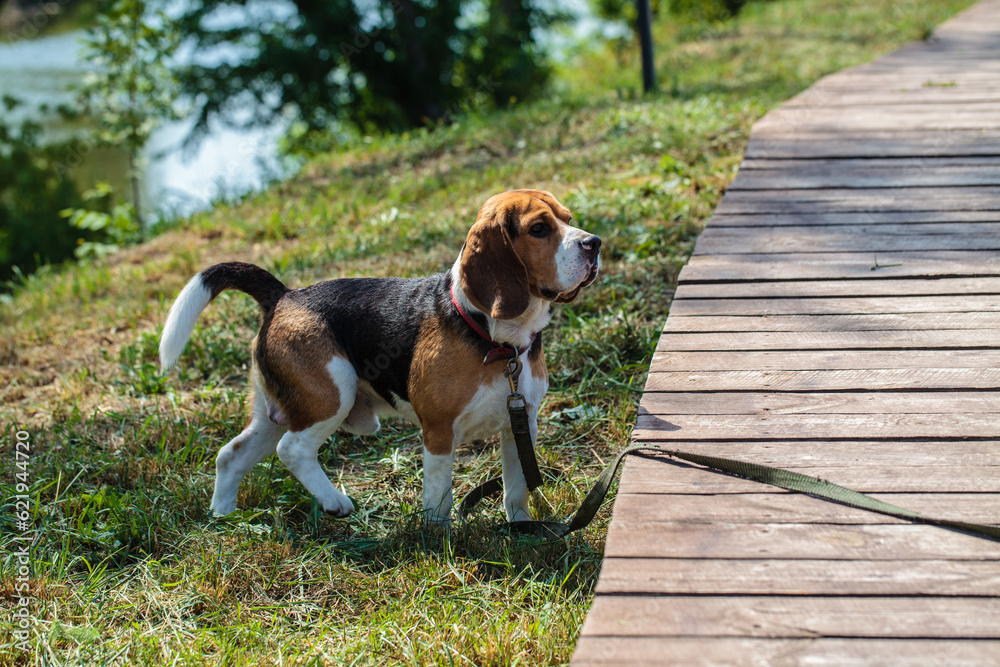 a hunting dog of the beagle breed stands on the street. dog on a leash for a walk. a hunting dog of the beagle breed stands on the street. dog on a leash for a walk.