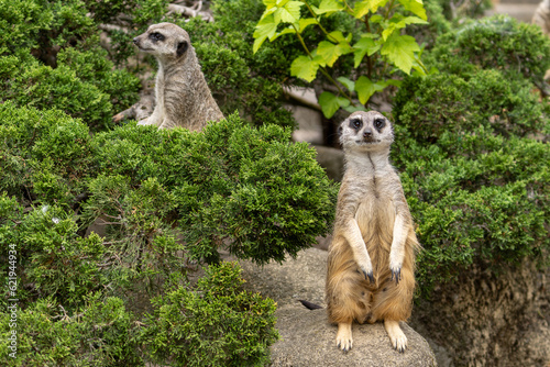 Meerkat or surikat look around with a blurred background. Wild animal in zoo, at summer sunny weather. photo